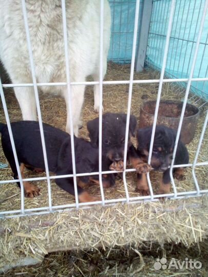 Щенок ягдтерьер