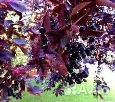 Черемуха саженцы