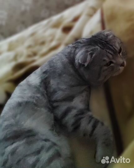 Шотландский вислоухий кот