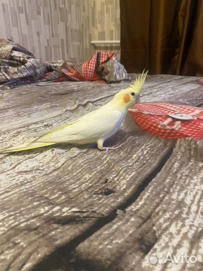 Попугай корелла с клеткой