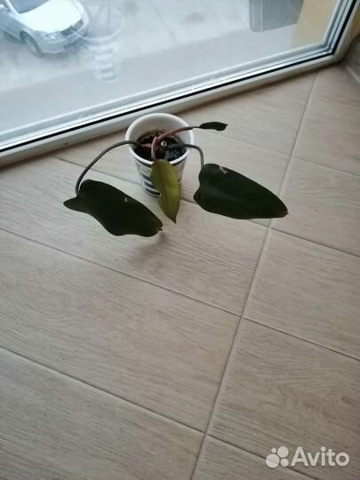 Пуансетия, филодендроны, диффенбахия, каланхоэ