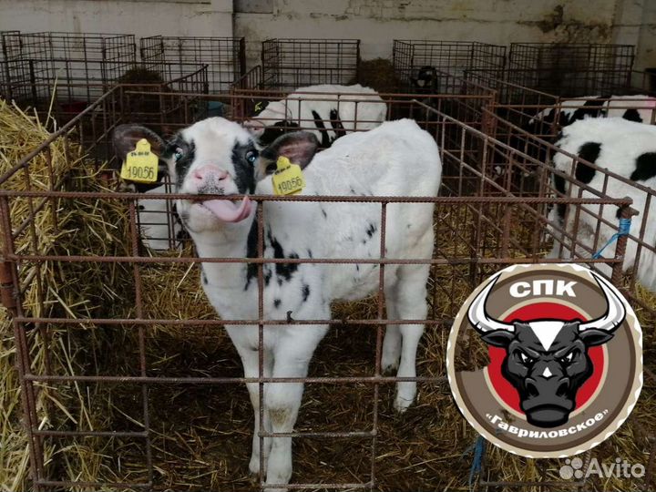 Липецкие Бычки молодняк