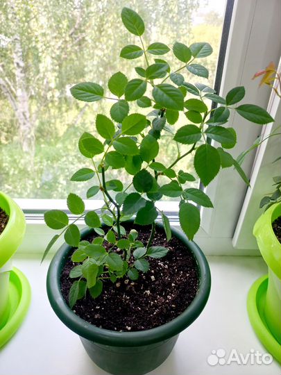 Комнатные цветы.обмен