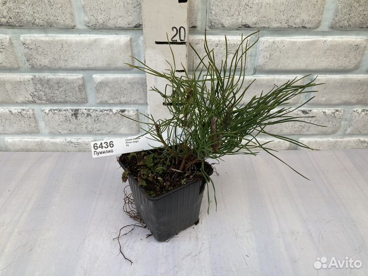 Сосна горная Пумилио
