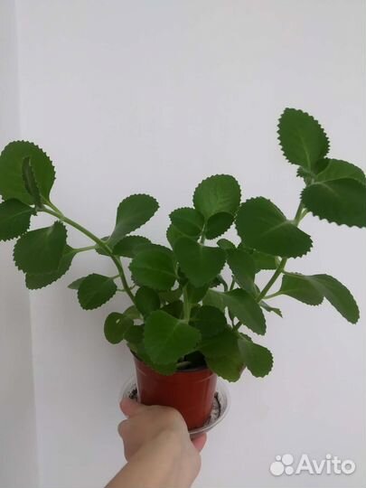 Комнатная мята плектрантус