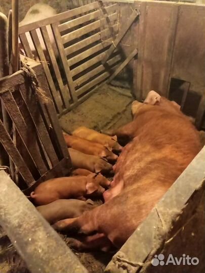 Поросята дюрок