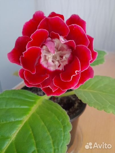 Глоксиния Кумач