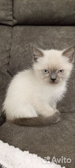 Котята в дар бесплатно