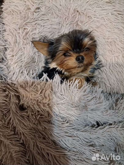 Вязка кобель mini йорк