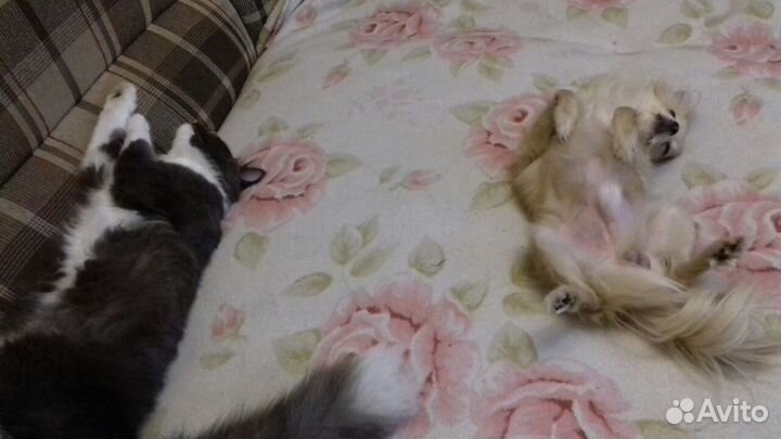 Передержка