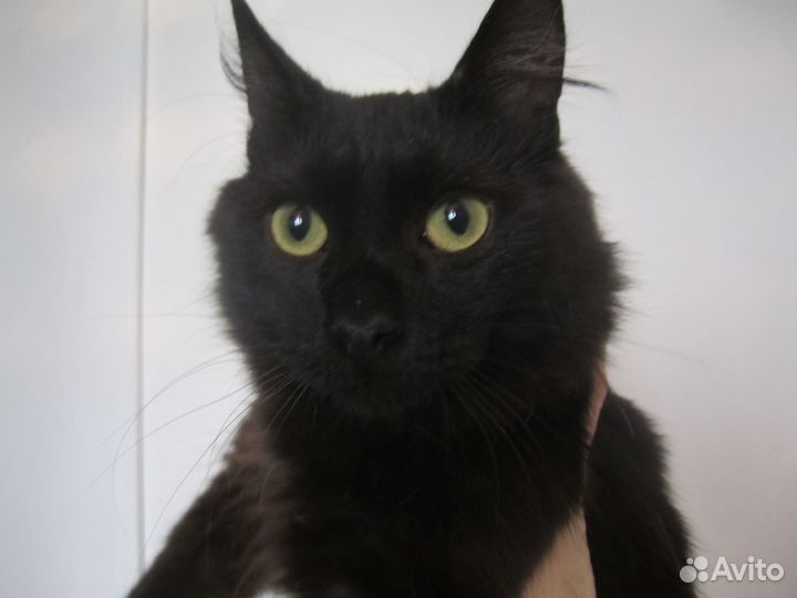 Котик-подросток