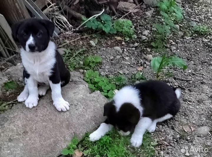 Щенки русско-европейской лайки