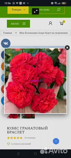 Юзис Гранатовый браслет куст