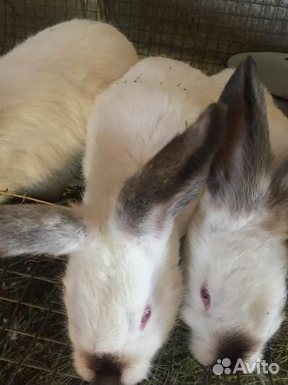 Калифорнийские кролики