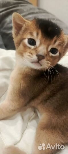Абиссинский котенок