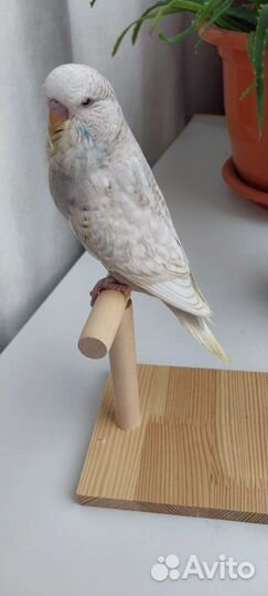 Выставочный волнистый попугай (ввп чех)