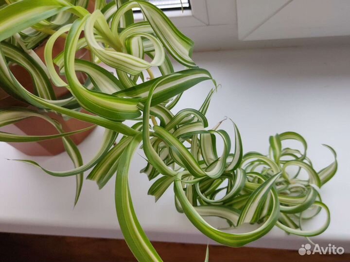 Хлорофитум кудрявый