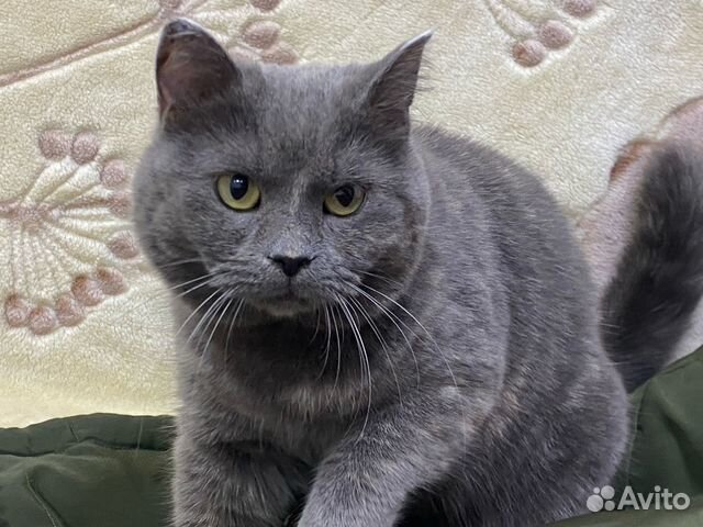 Кошечка бесплатно