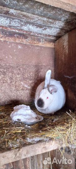 Продам кроликов цена договорная