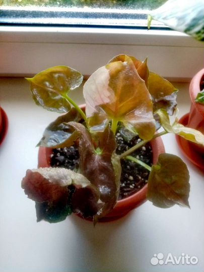 Сингониум Клубничный лед