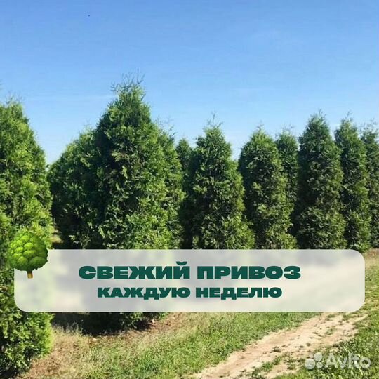 Туя колумна с бесплатной доставкой