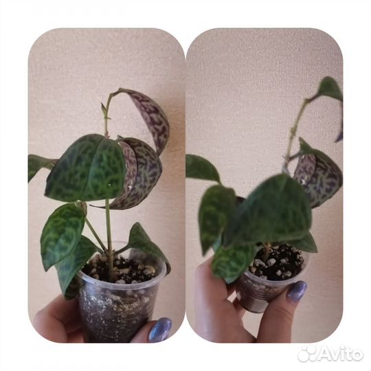 Комнатные цветы