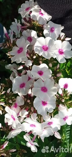 Цветы многолетние