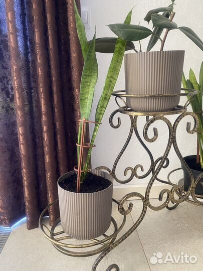 Сансевиерия или Щучий хвост, Тещин язык