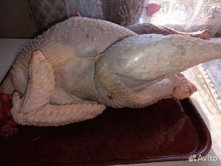 Индейка и мулларды