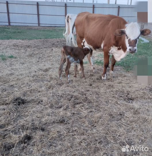 Коровы и телята