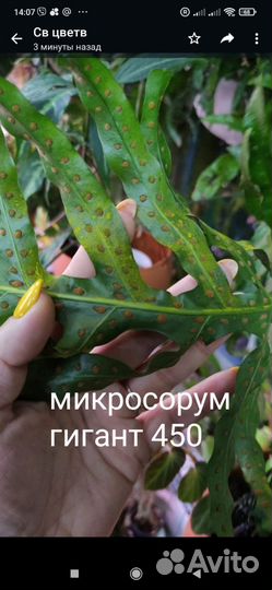 Споры папоротников