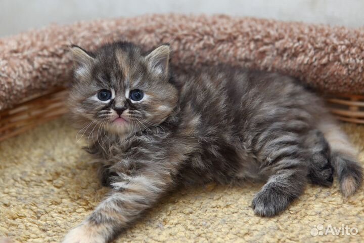 Сибирские котята готовятся к продаже