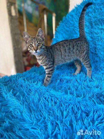 Очаровашки Тигрули в добрые руки