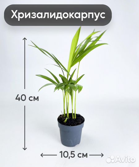 Хризалидокарпус 10,5 40*