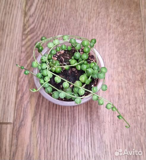 Крестовник раули вариегатный