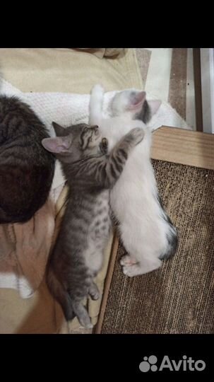 Кот в добрые руки