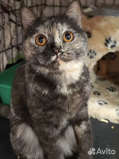 Британская кошка