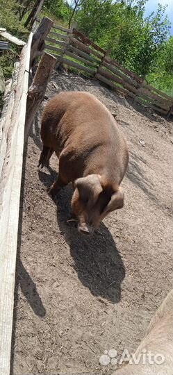 Свиньи на мясо