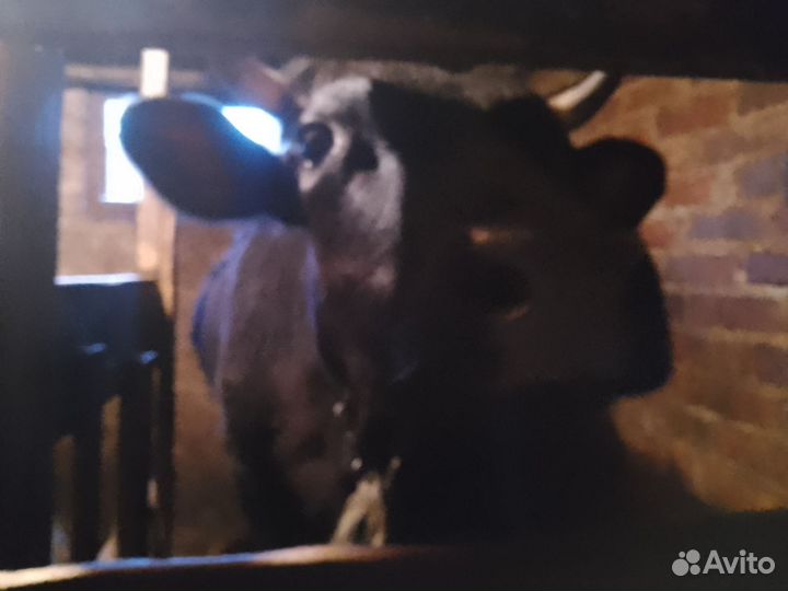 Корова стельная дойная