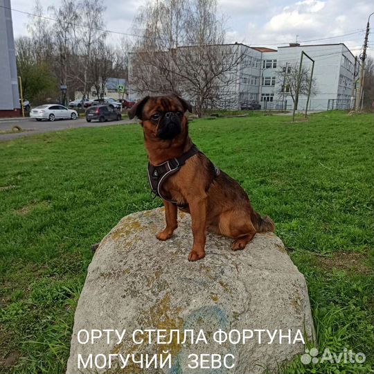 Пти брабансон вязка