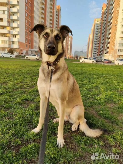 Передержка животных / догситтер / зооняня