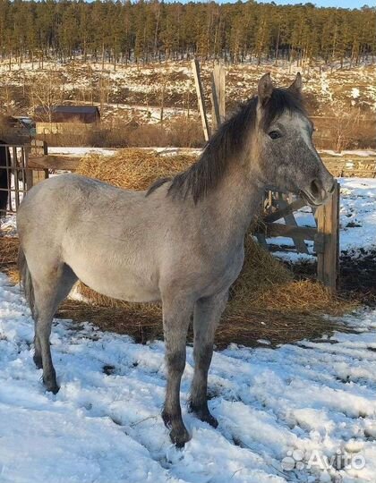 Жеребенок 10 мес