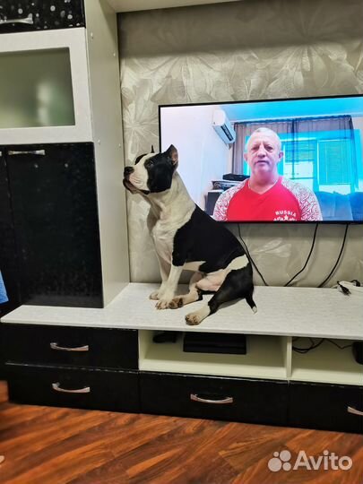 Амстафф вязка