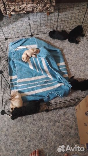 Щенки лабрадора