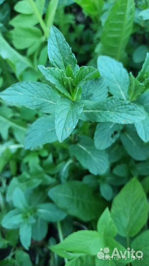 Мята карамельная, перечная, мелисса