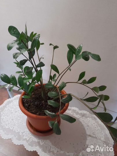 Замиокулькас