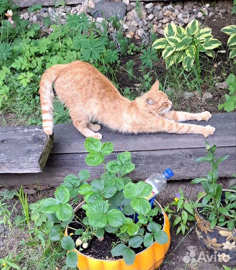 Молодой котик ищет дом