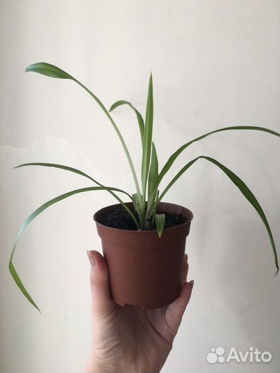 Молодые комнатные растения хлорофитум