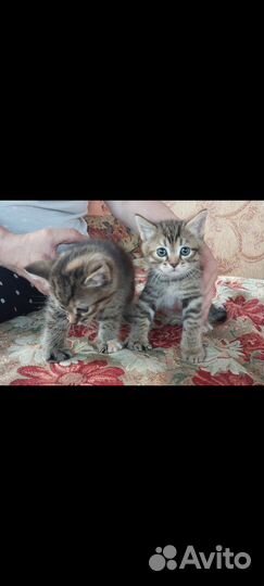 Котенок в дар бесплатно