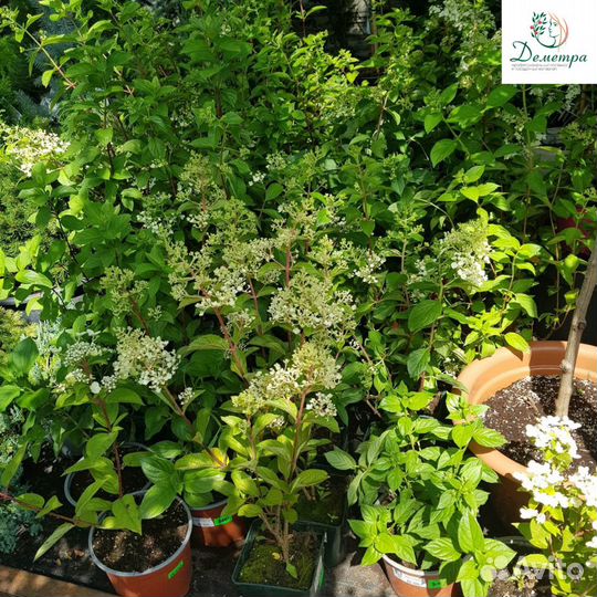 Многолетние садовые цветы. Цветы. Саженцы